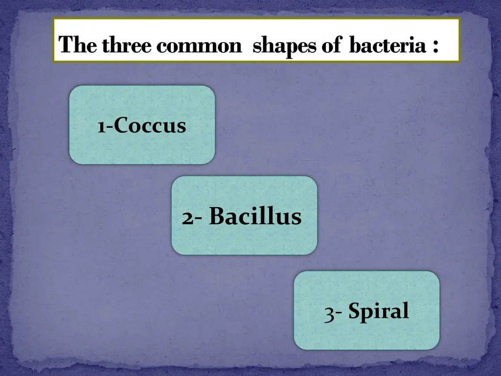 thethree common shapes of bacteria