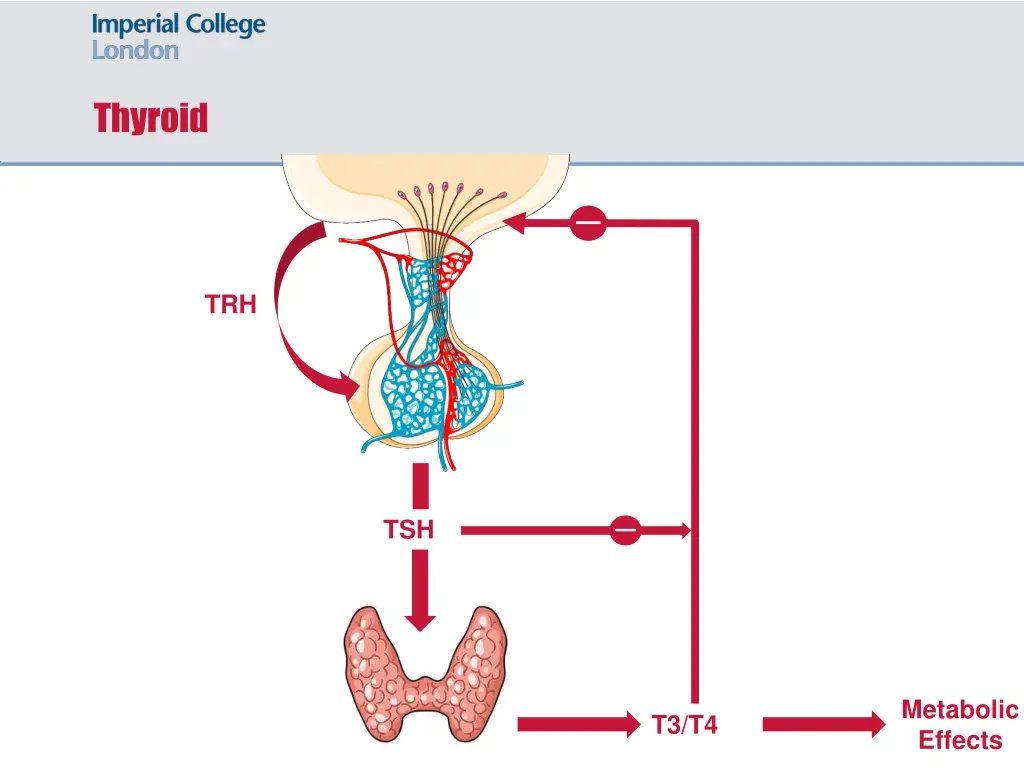 thyroid