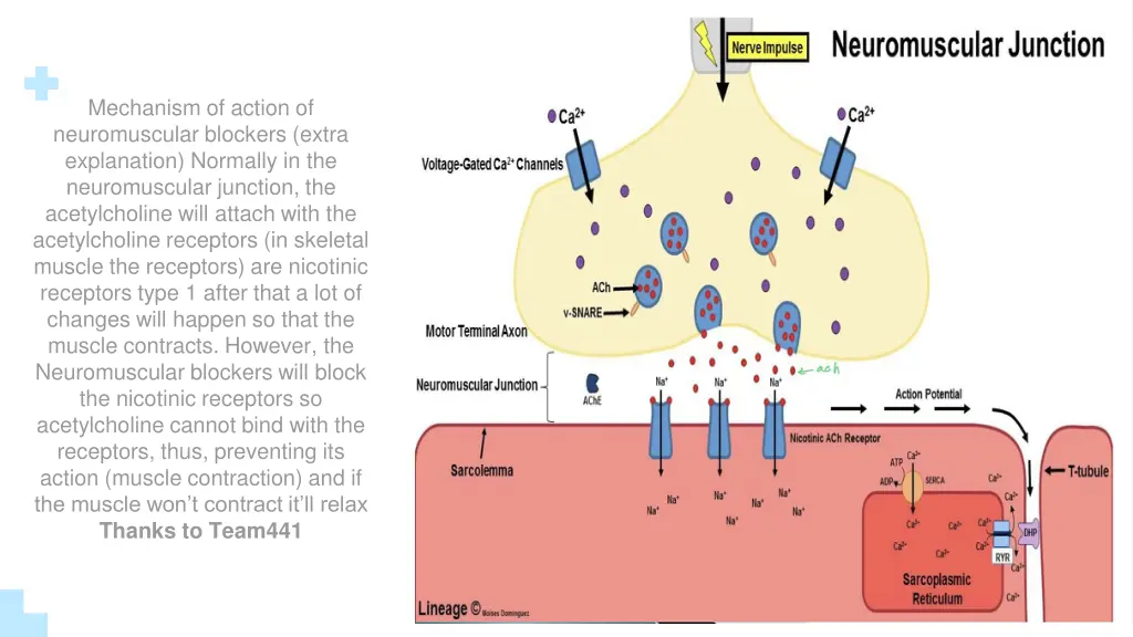 mechanism of action of neuromuscular blockers