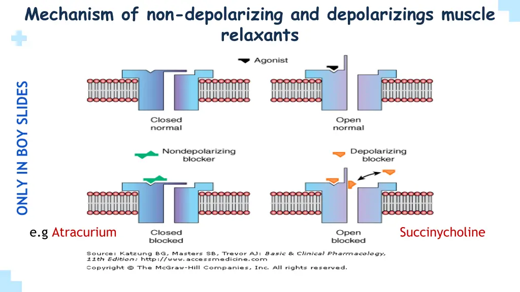 mechanism of non depolarizing and depolarizings