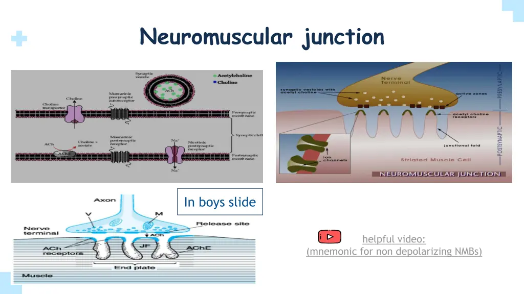 neuromuscular junction