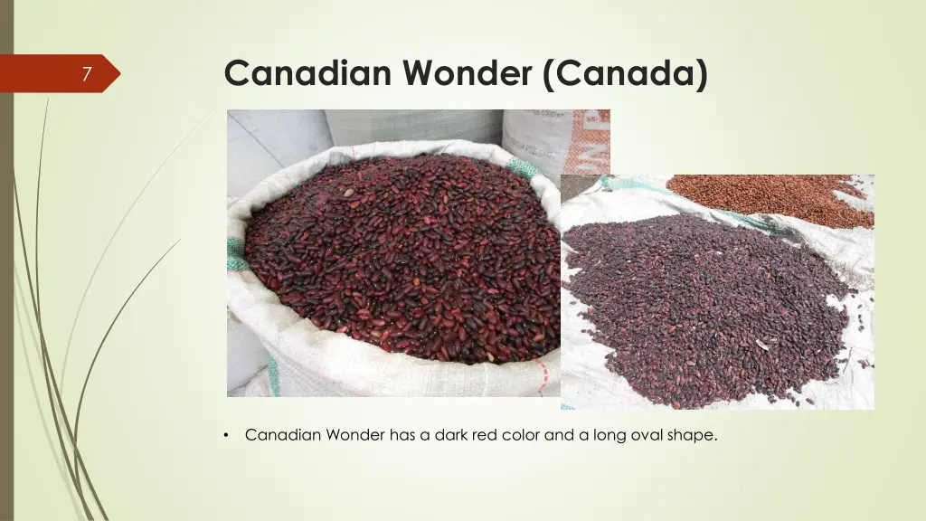 canadian wonder canada