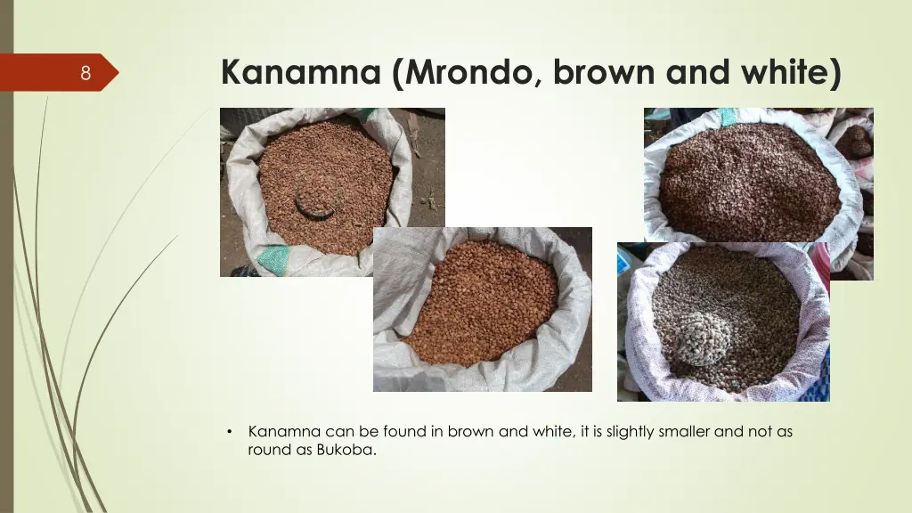 kanamna mrondo brown and white