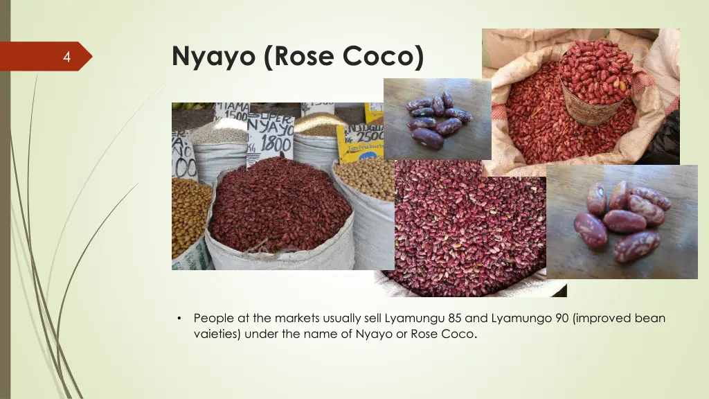 nyayo rose coco