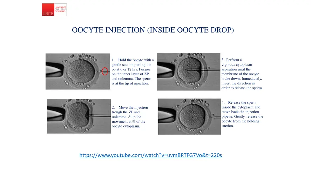 oocyte injection inside oocyte drop