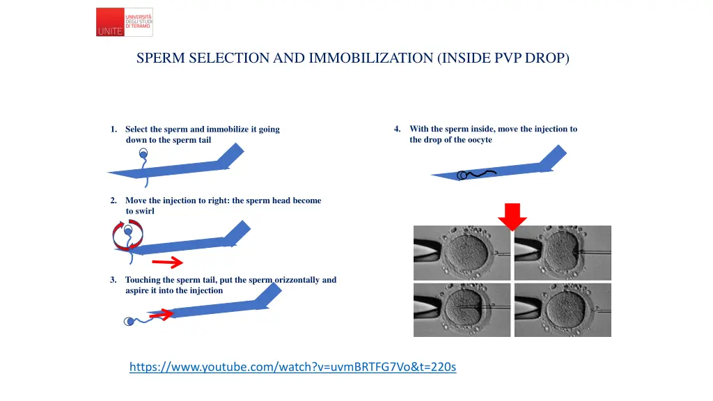 sperm selection and immobilization inside pvp drop