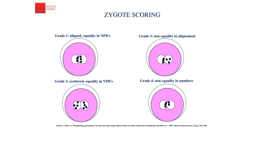 zygote scoring