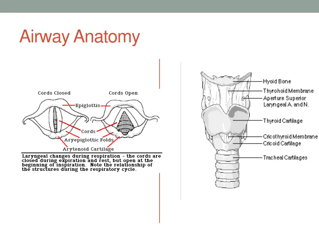 airway anatomy 1