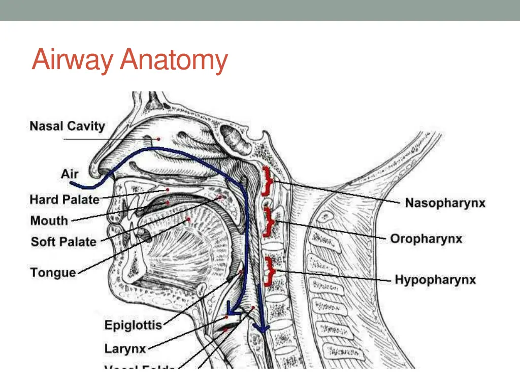 airway anatomy