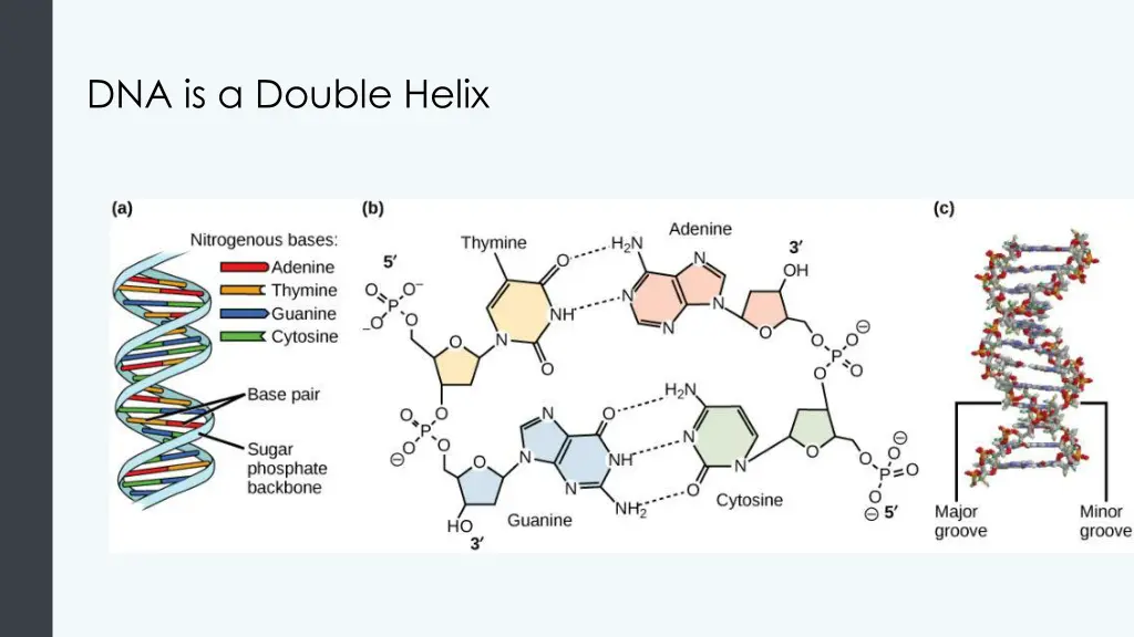 dna is a double helix