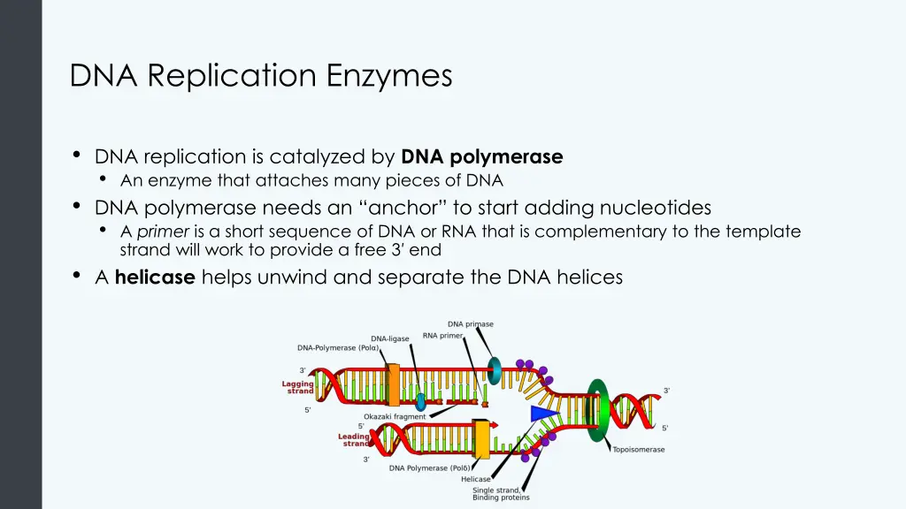 dna replication enzymes