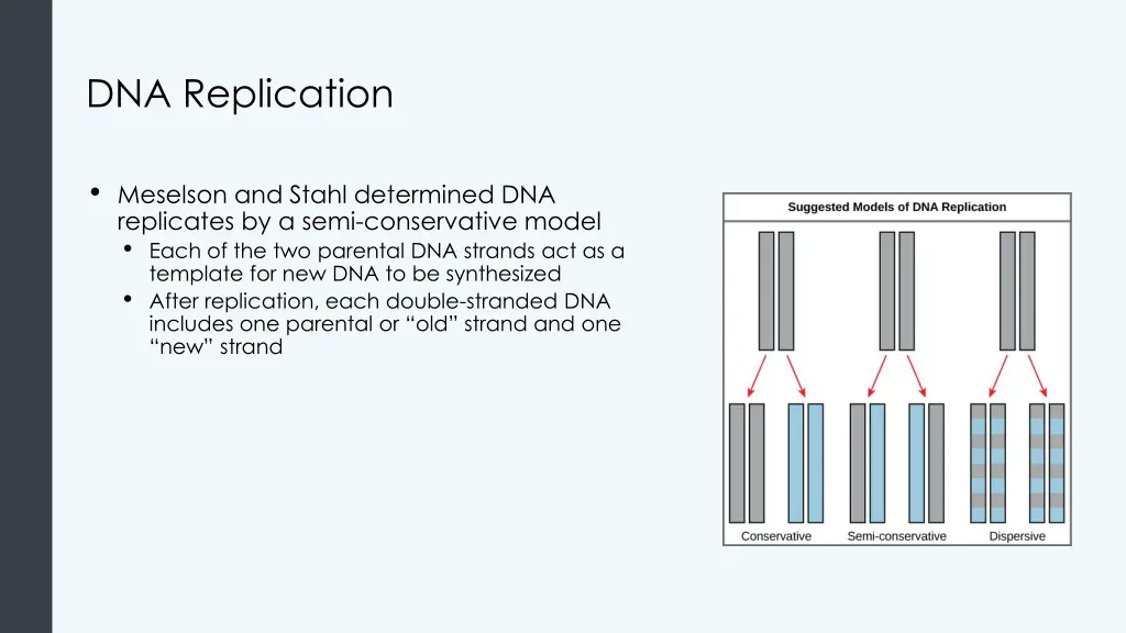 dna replication