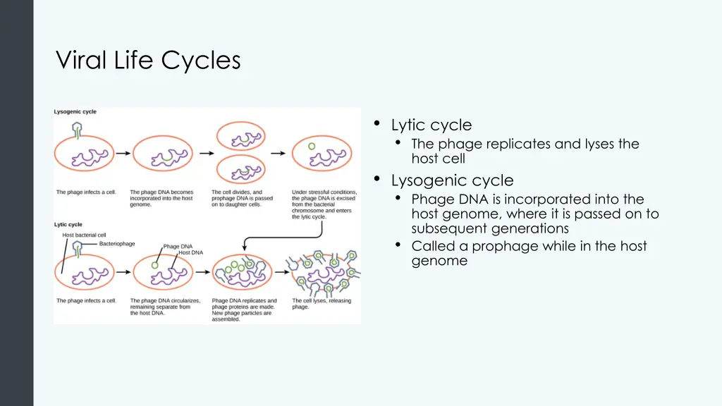 viral life cycles