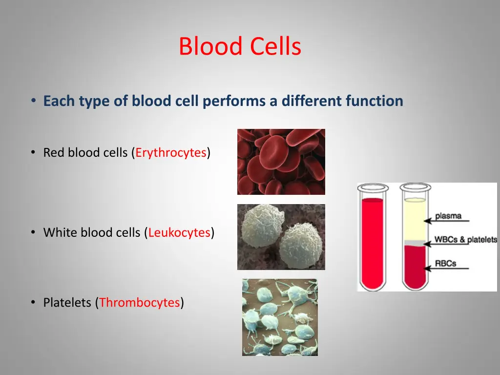 blood cells