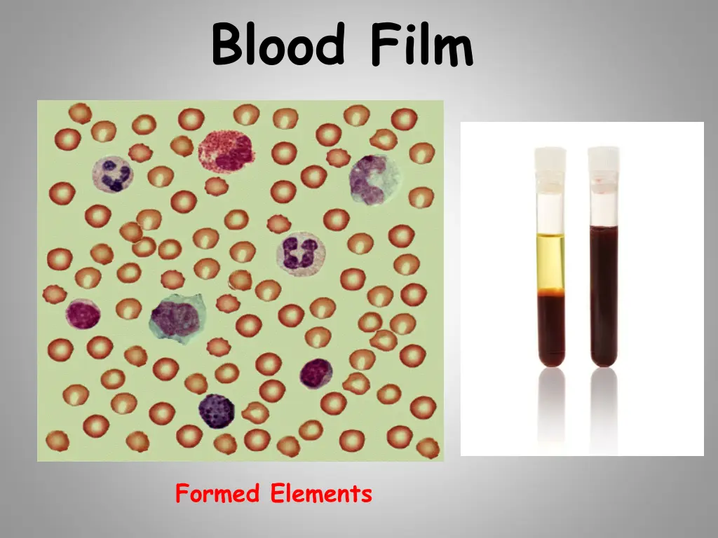 blood film