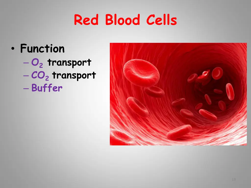 red blood cells