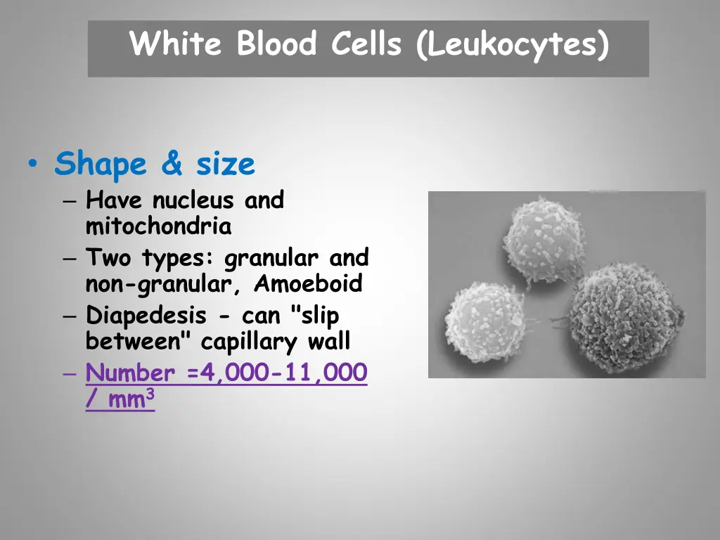 white blood cells leukocytes