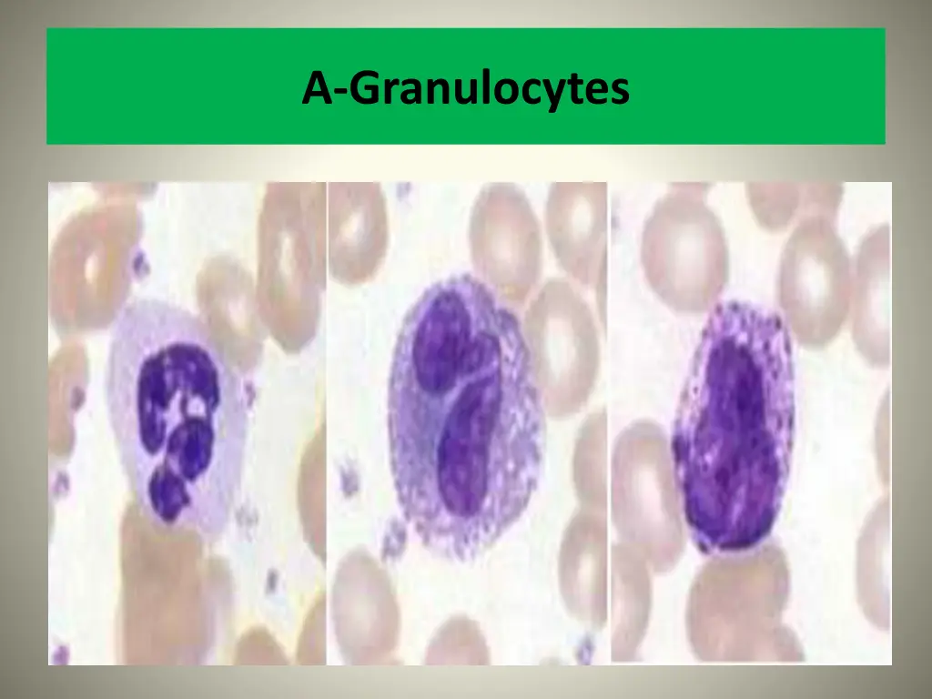 a granulocytes 1