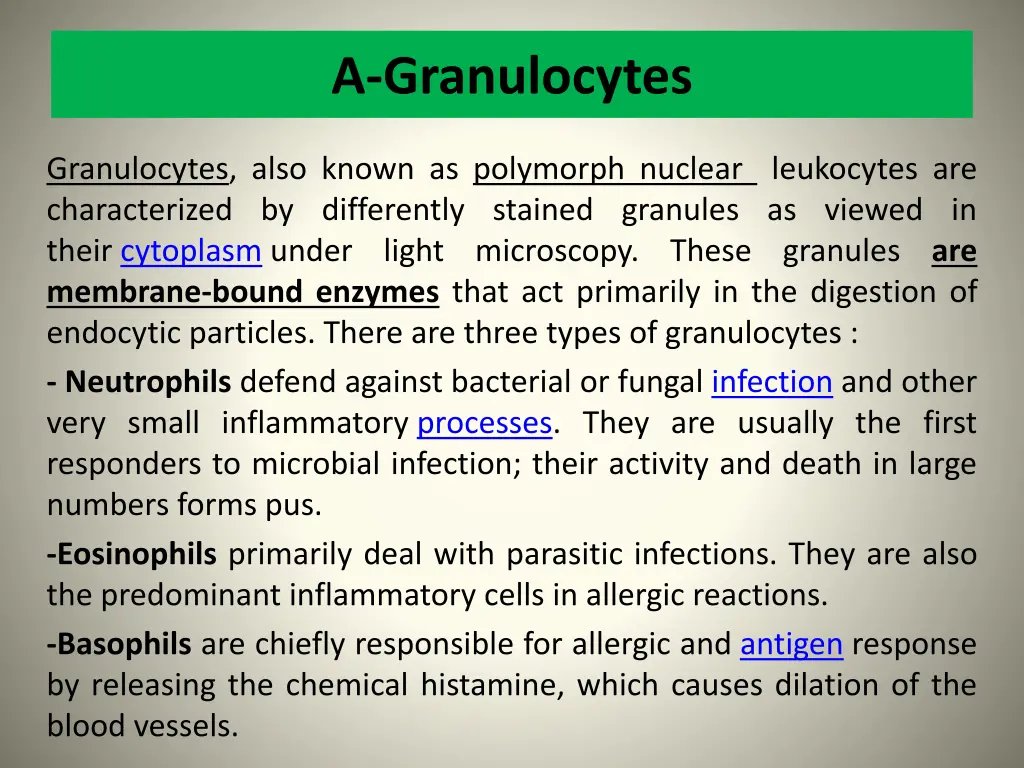 a granulocytes