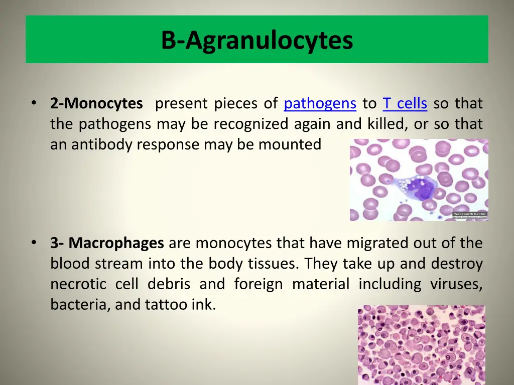 b agranulocytes 1