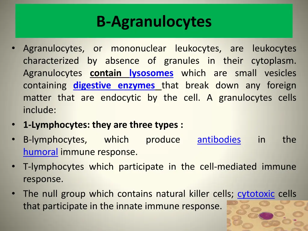 b agranulocytes