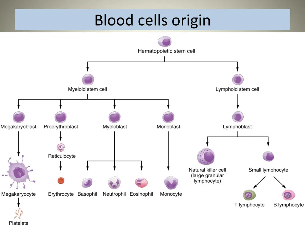 blood cells origin