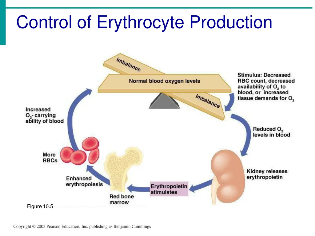 control of erythrocyte production 1