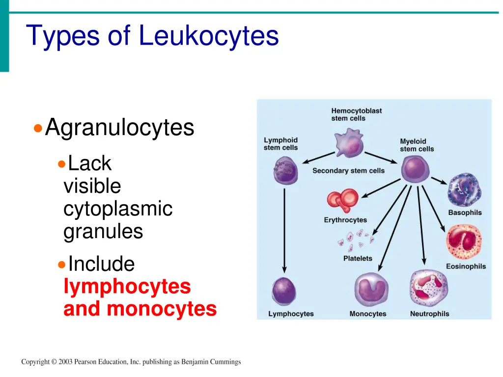 types of leukocytes 1