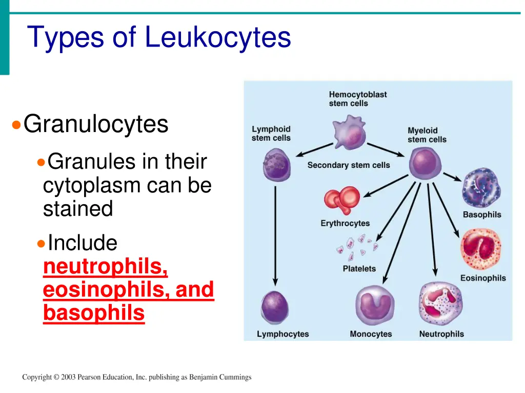 types of leukocytes