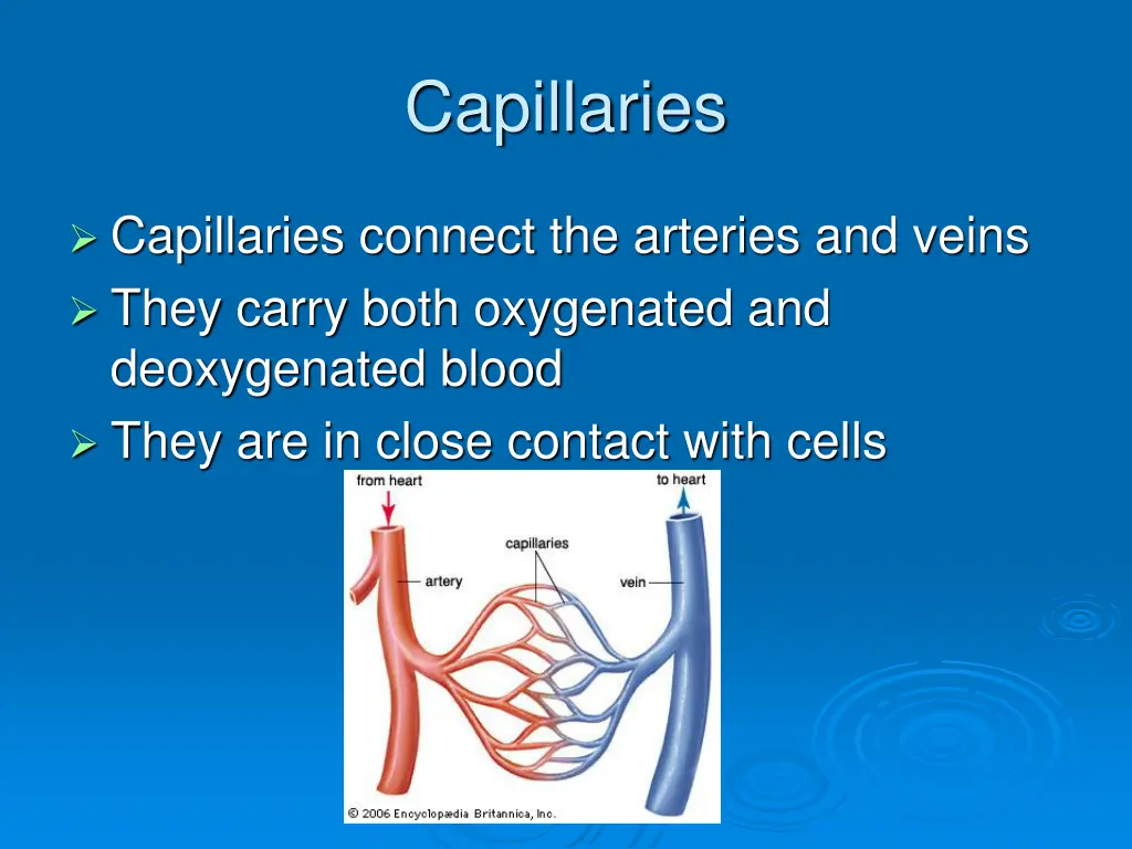 capillaries