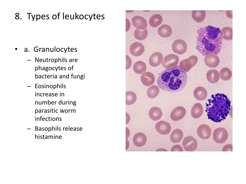 8 types of leukocytes