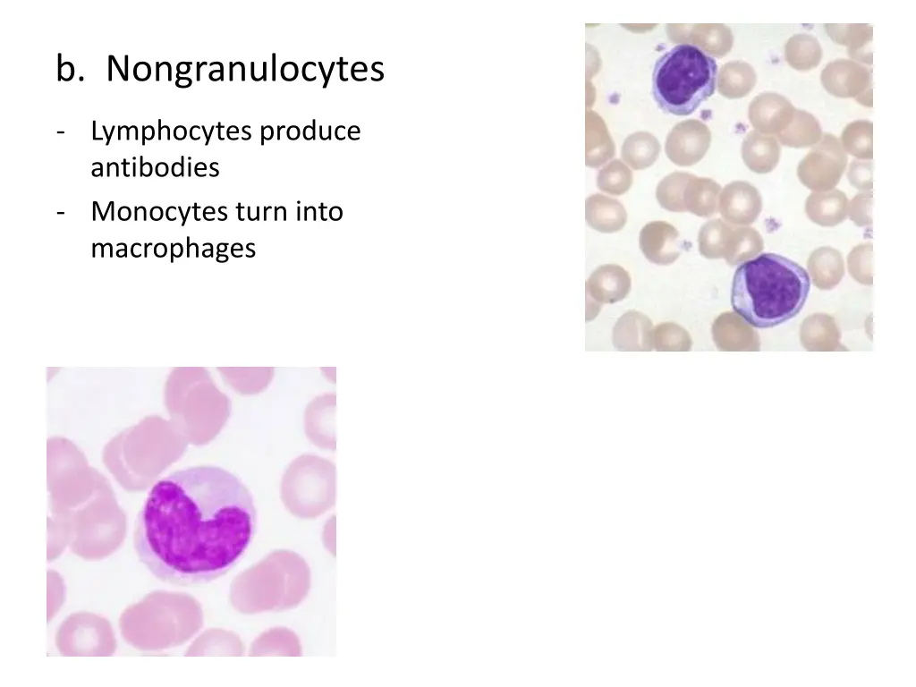 b nongranulocytes