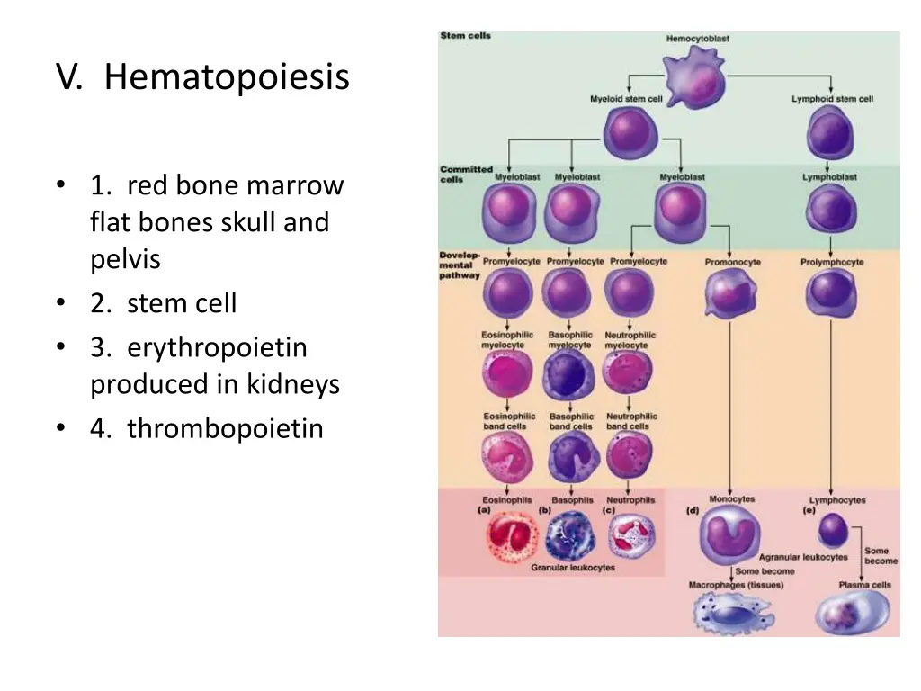 v hematopoiesis