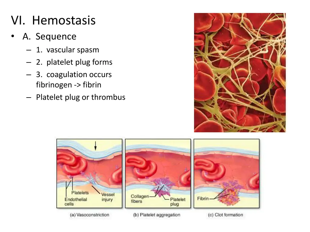 vi hemostasis a sequence 1 vascular spasm