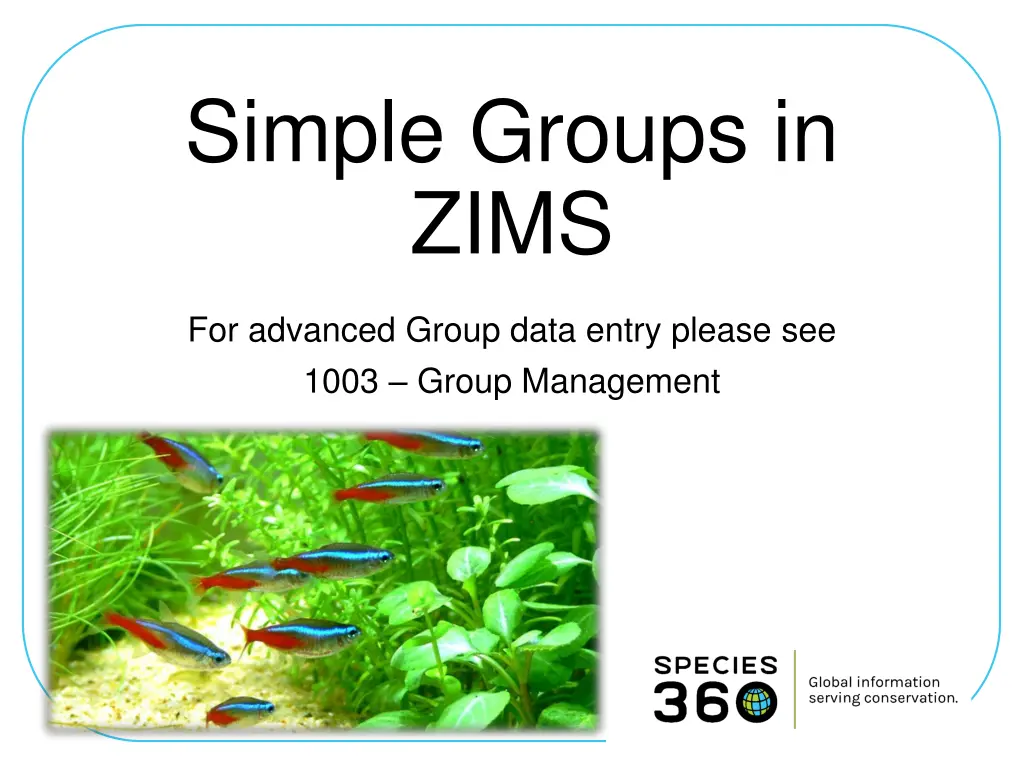 simple groups in zims