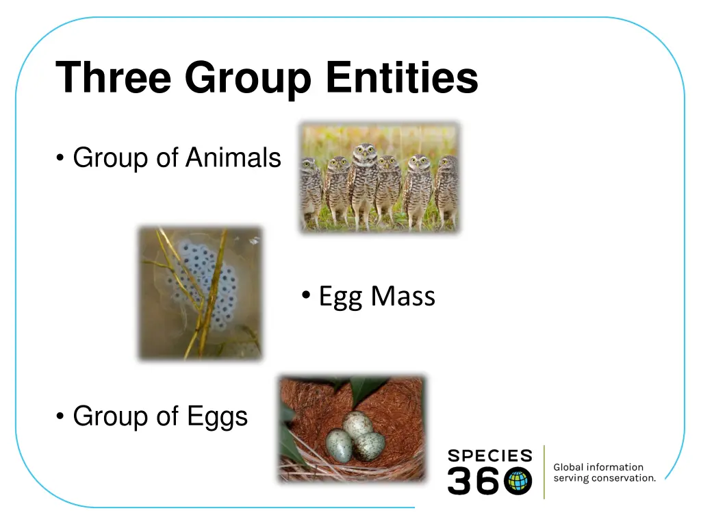 three group entities