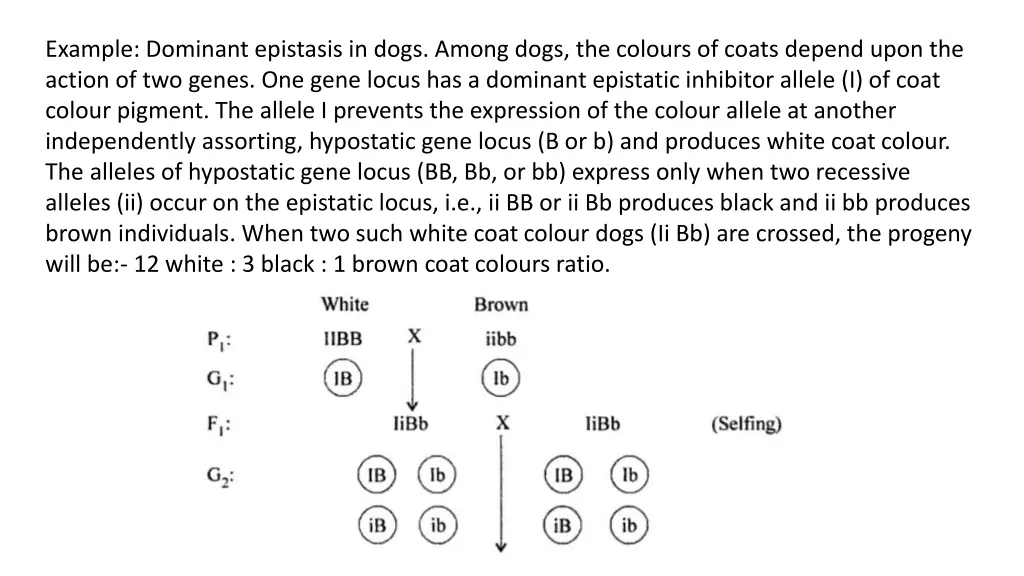 example dominant epistasis in dogs among dogs