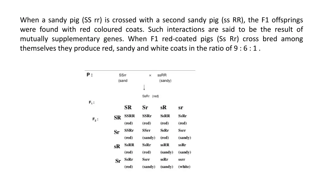 when a sandy pig ss rr is crossed with a second