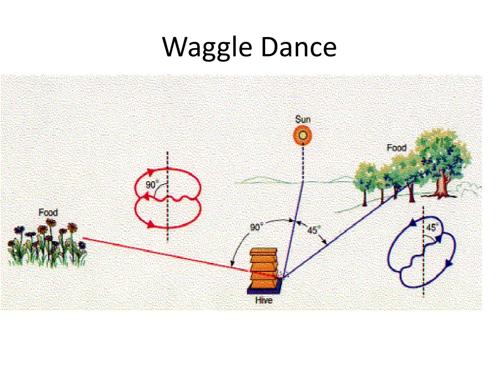 waggle dance