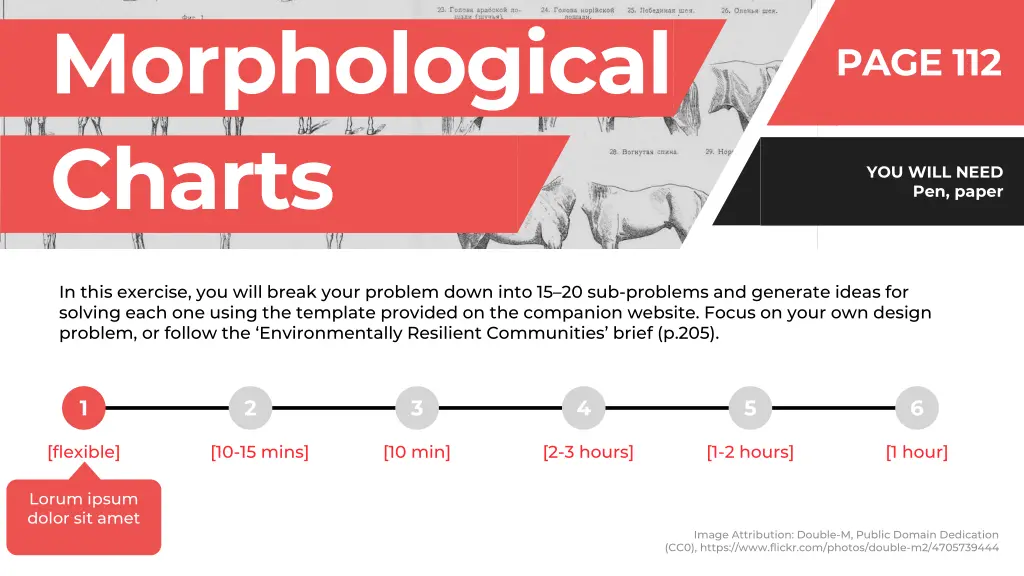 morphological charts 2