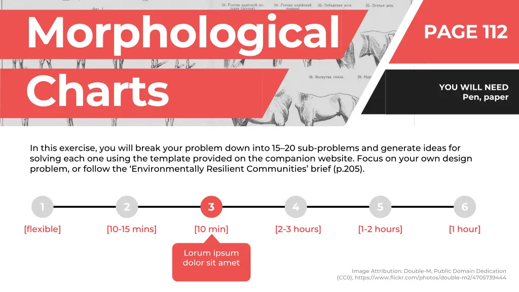 morphological charts 4