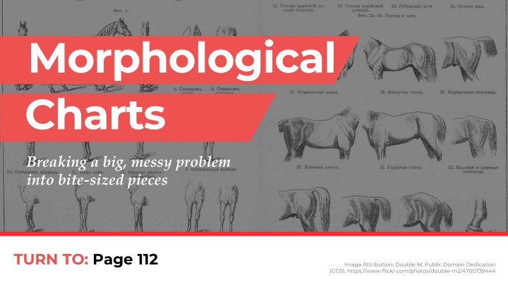 morphological charts