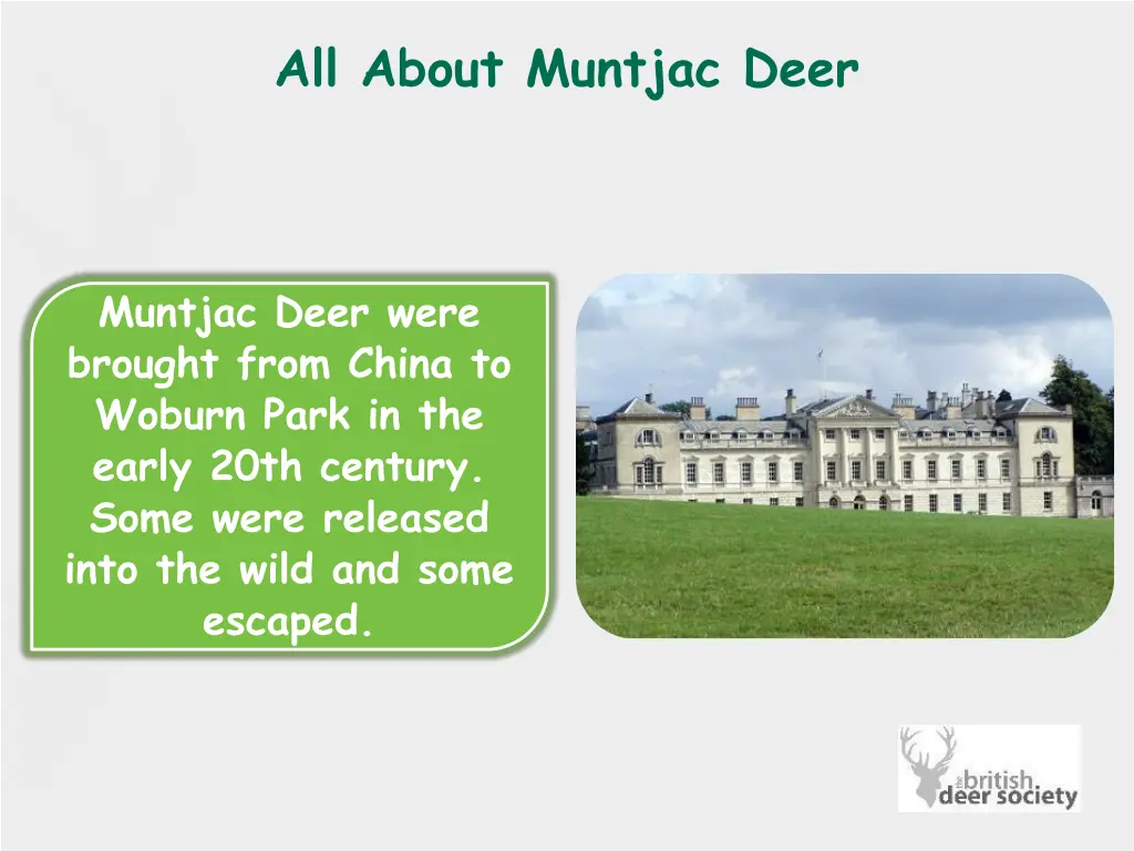 all about muntjac deer 1