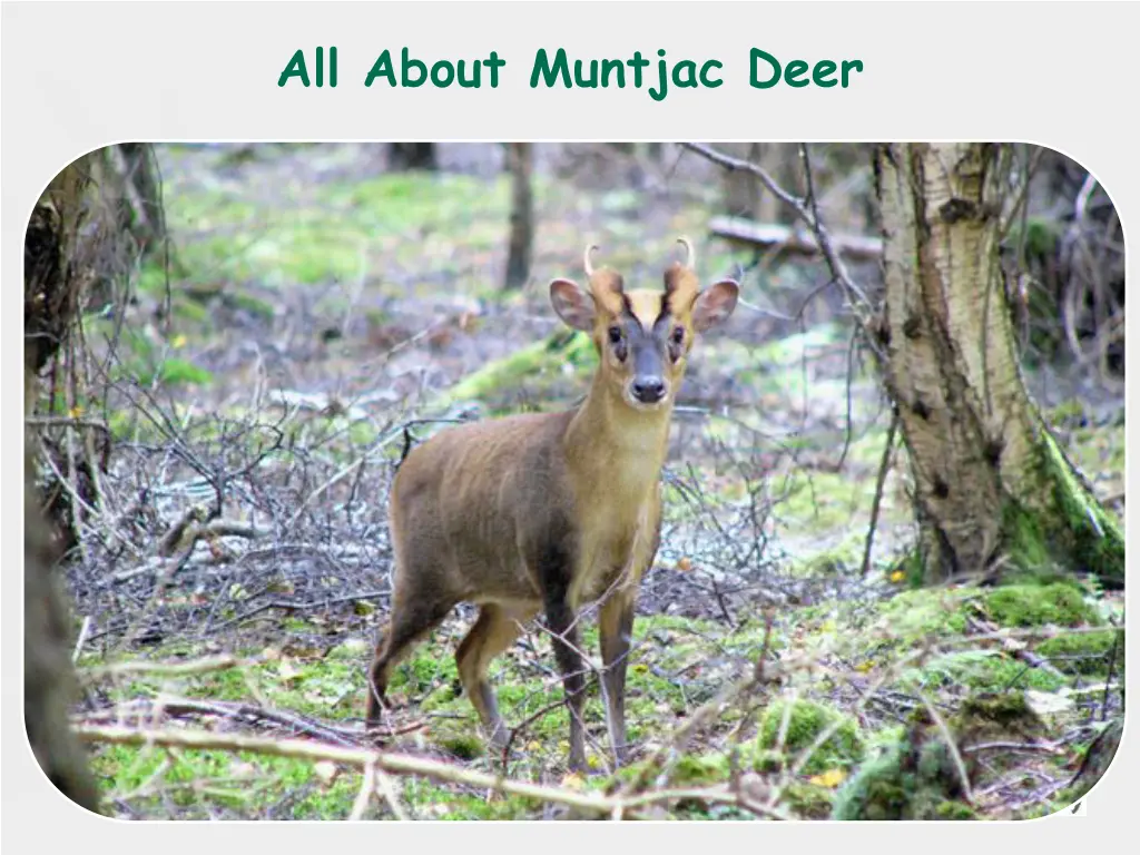 all about muntjac deer