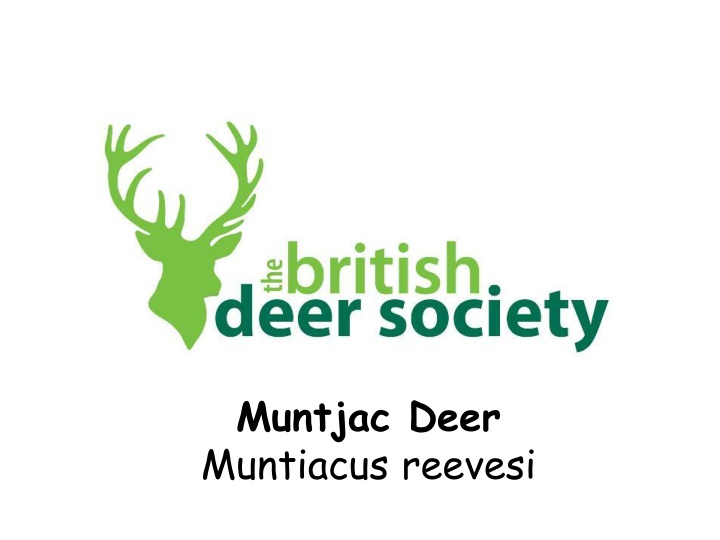 muntjac deer muntiacus reevesi