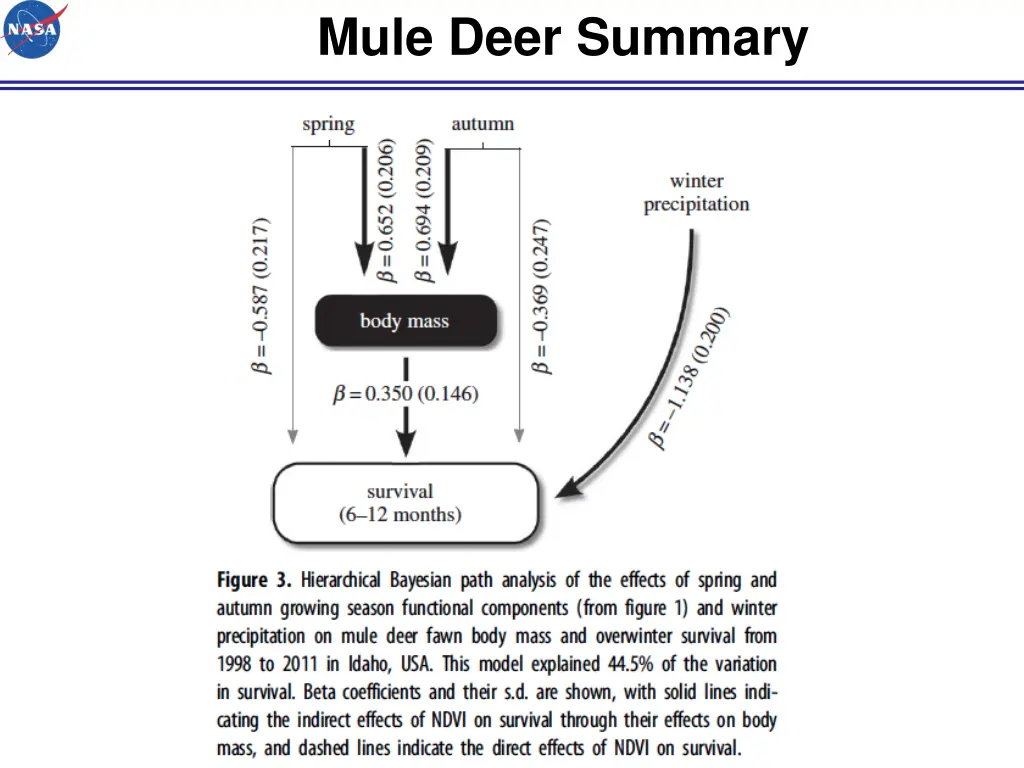 mule deer summary