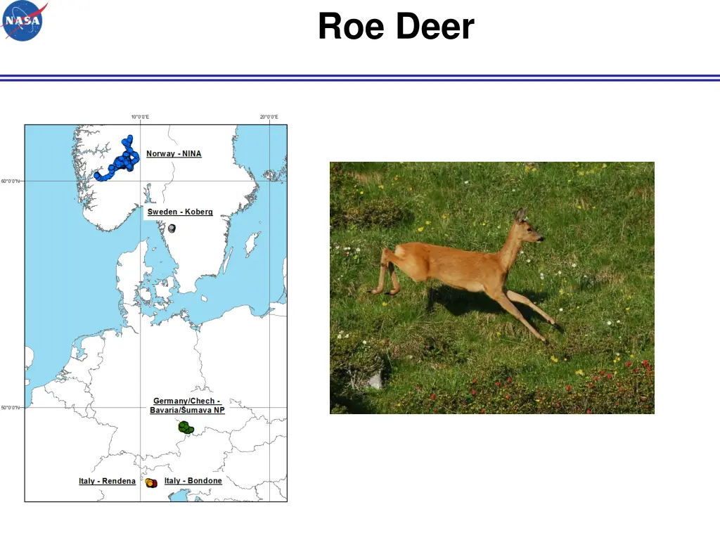 roe deer