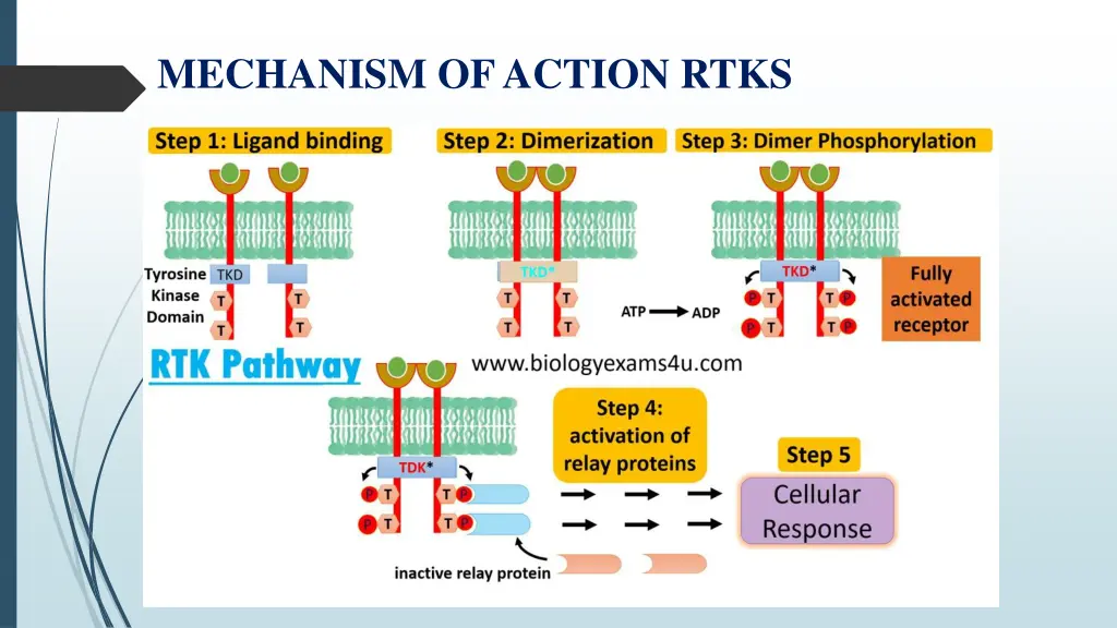 mechanism of action rtks