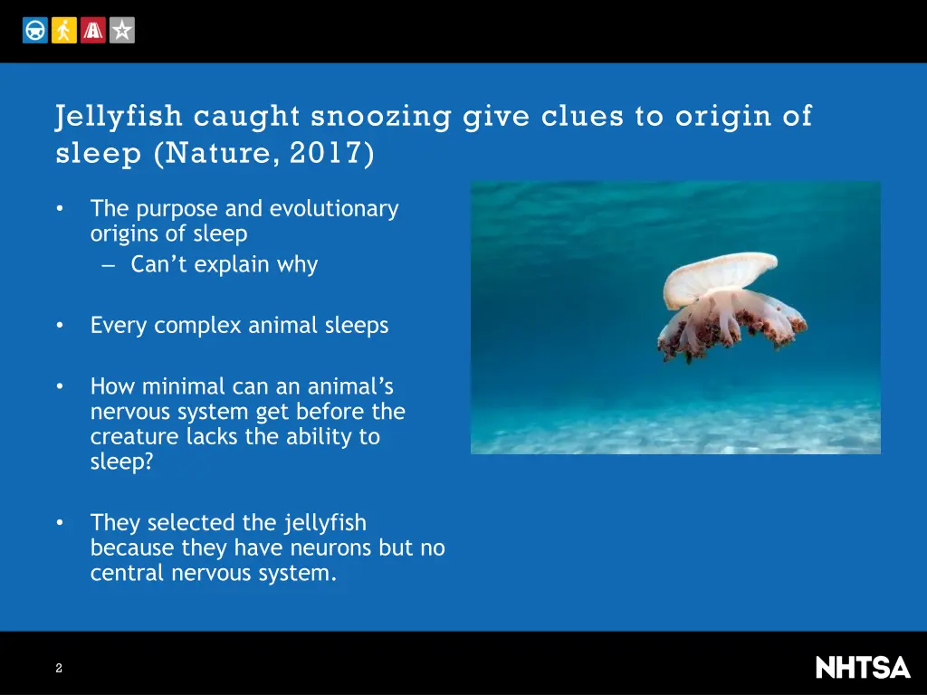 jellyfish caught snoozing give clues to origin