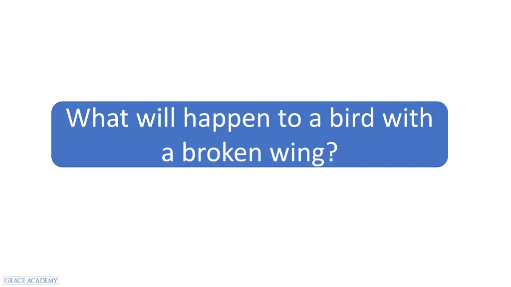 what will happen to a bird with a broken wing